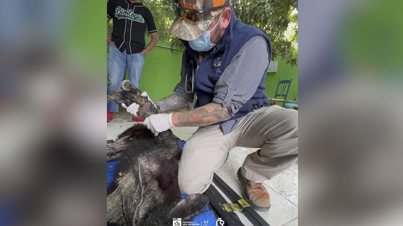 Rescatan a oso gravemente lesionado en Bustamante