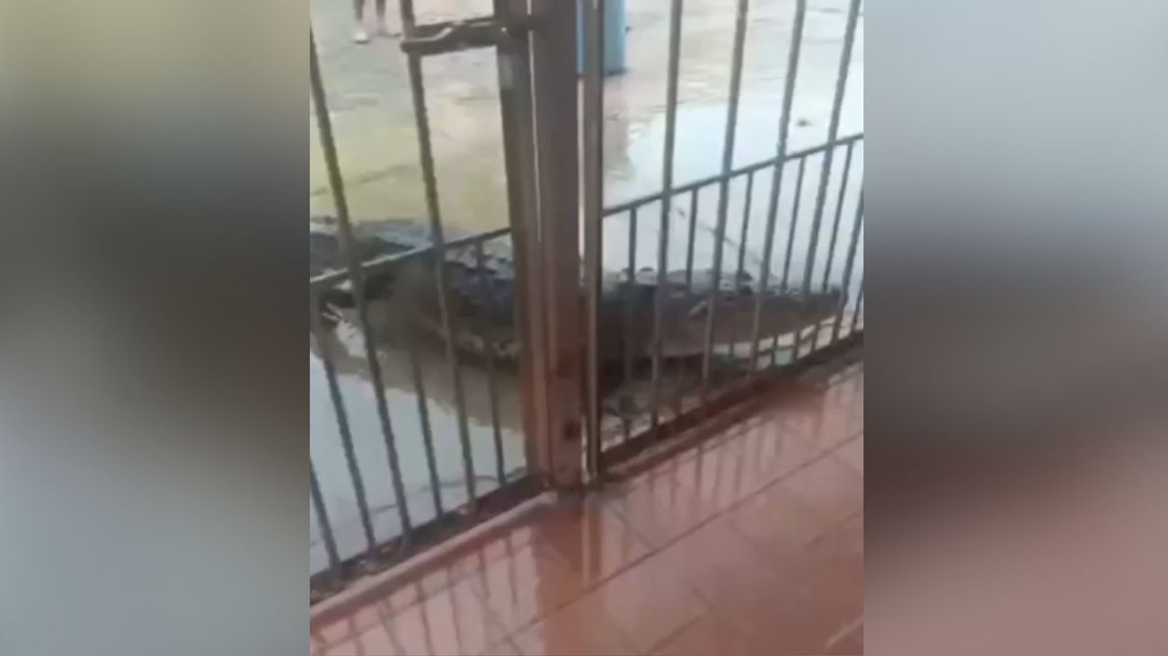 Denuncian ataques a crías de cocodrilo en colonia de Tampico