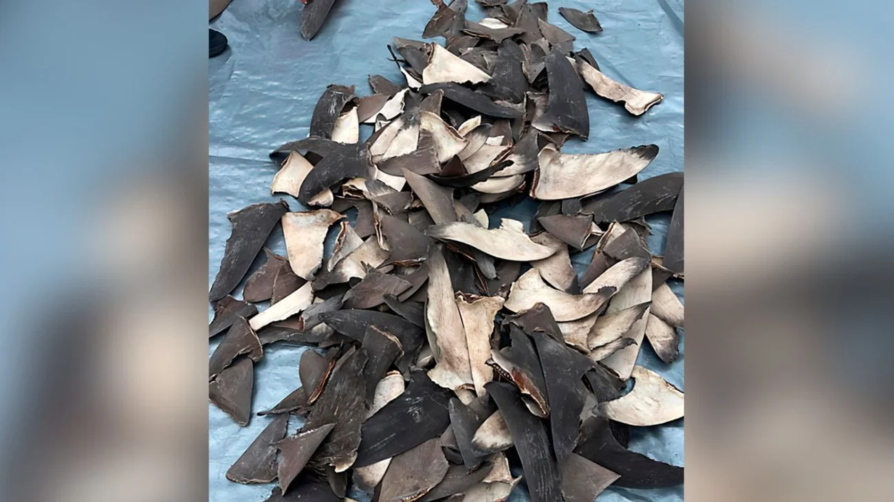 Decomisan 2,433 kg de aletas de tiburón con destino a China