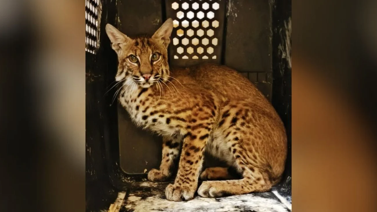 Lince Rojo capturado en Victoria será liberado 