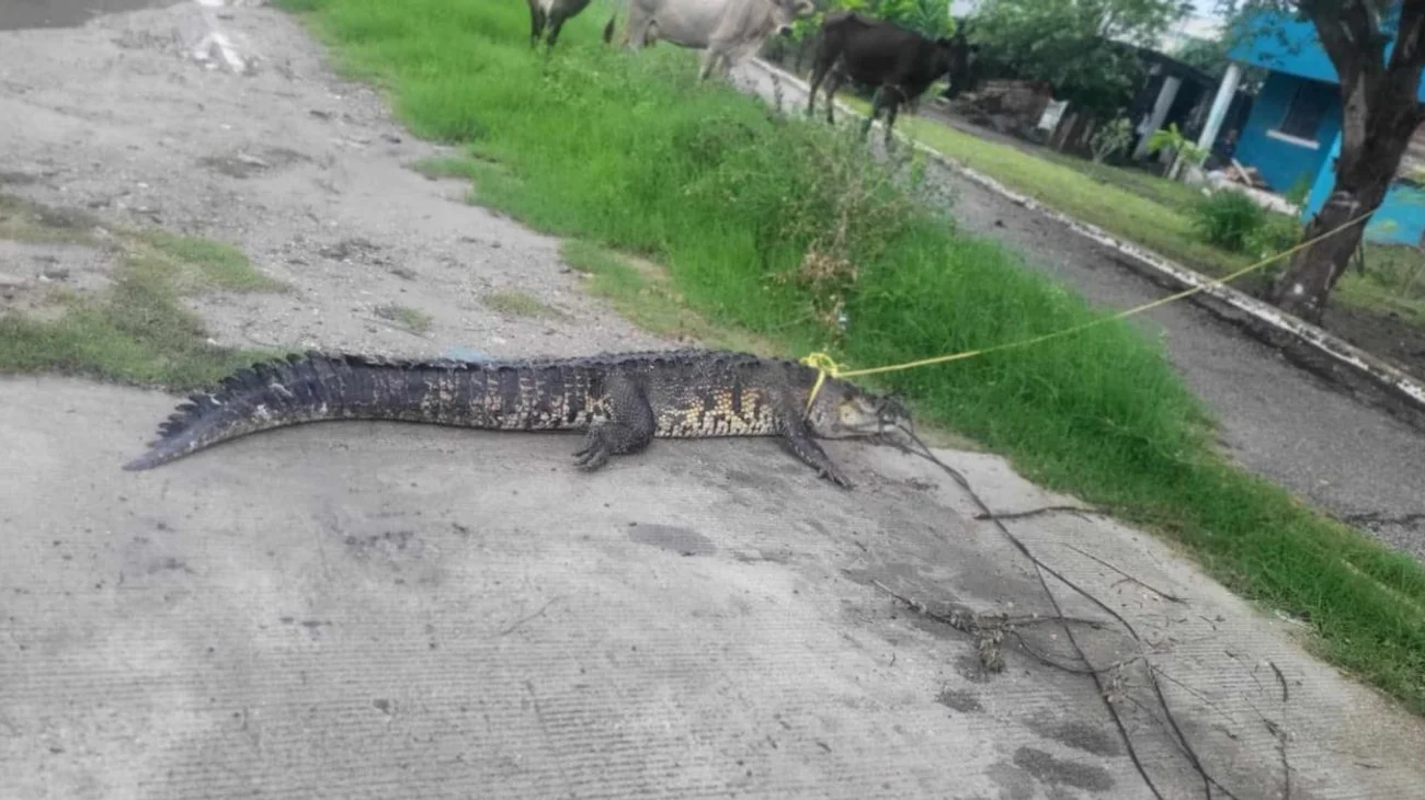 EH_FOTO_VERTICAL_6864858618