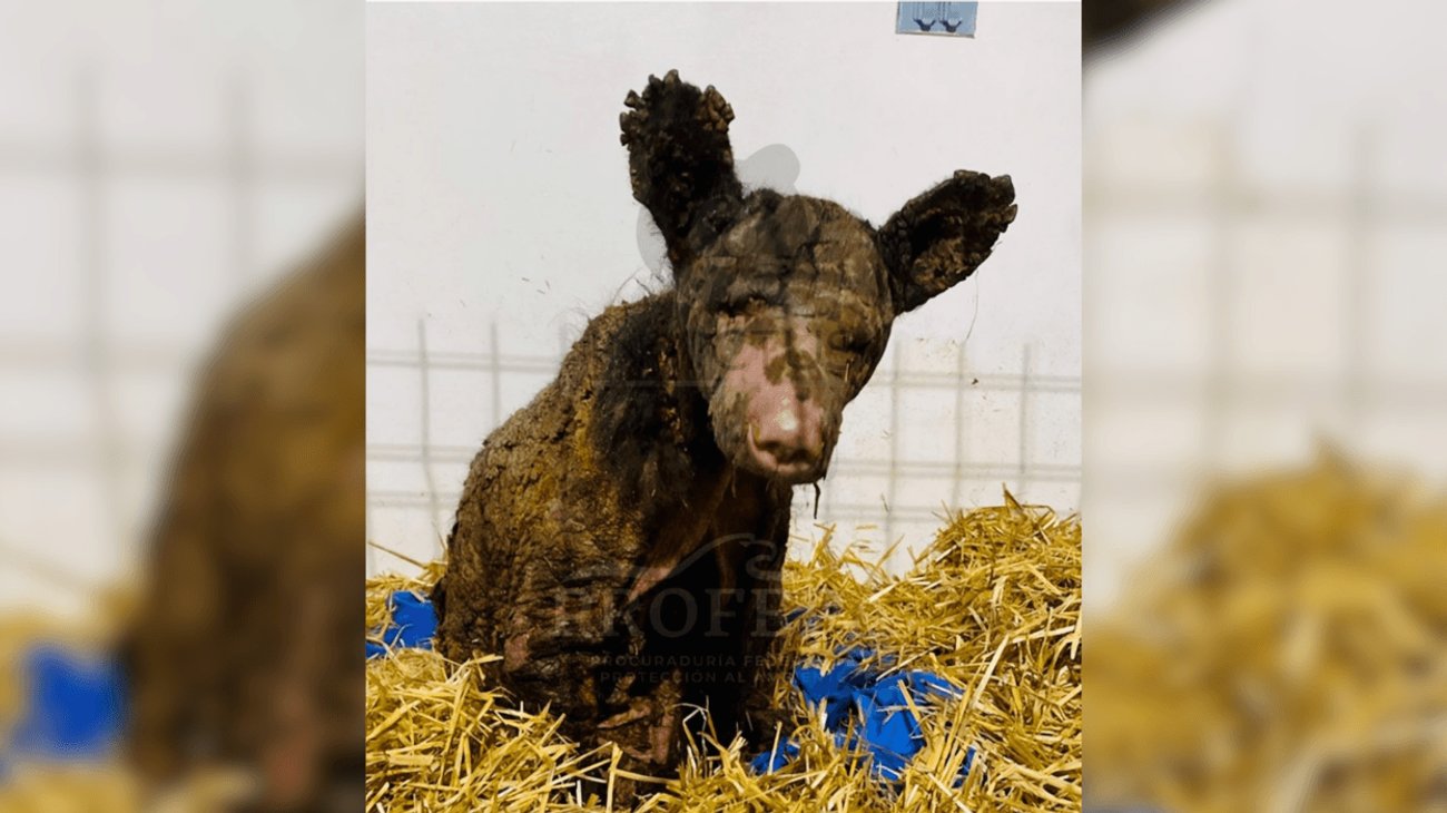 Osita 'Mina' muestra avances en rehabilitación; continúa grave