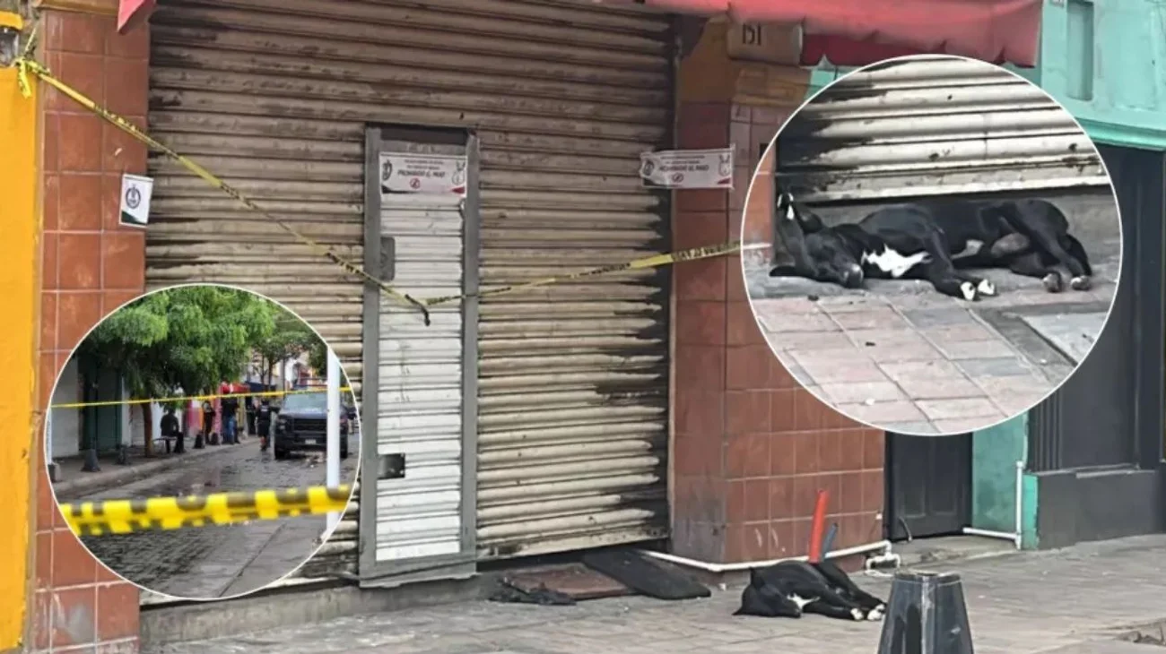 Perrito espera a su dueño fallecido afuera de local atacado