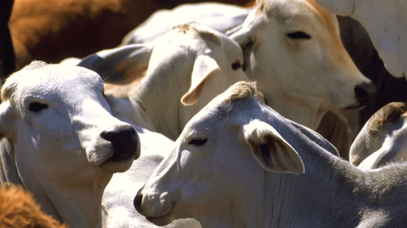 Sheinbaum invertirá 37 mdp en producción de carne