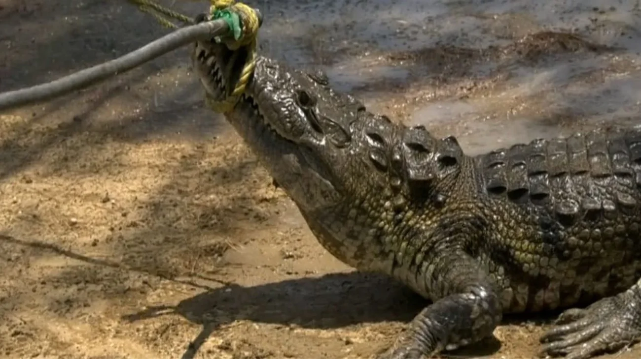 Reubicarán cocodrilos a unidad de manejo al centro del estado