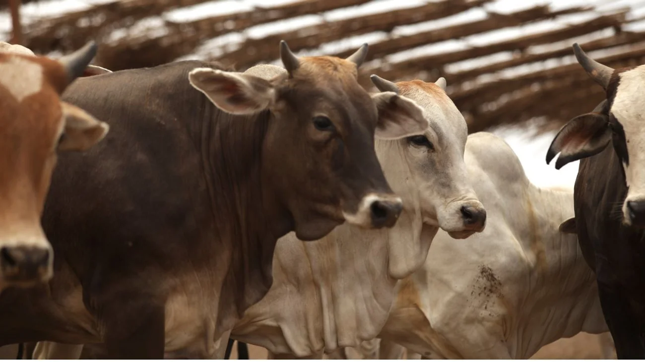 EH_UNA_FOTO_2025_07_04_T081853_976_7378e06f46