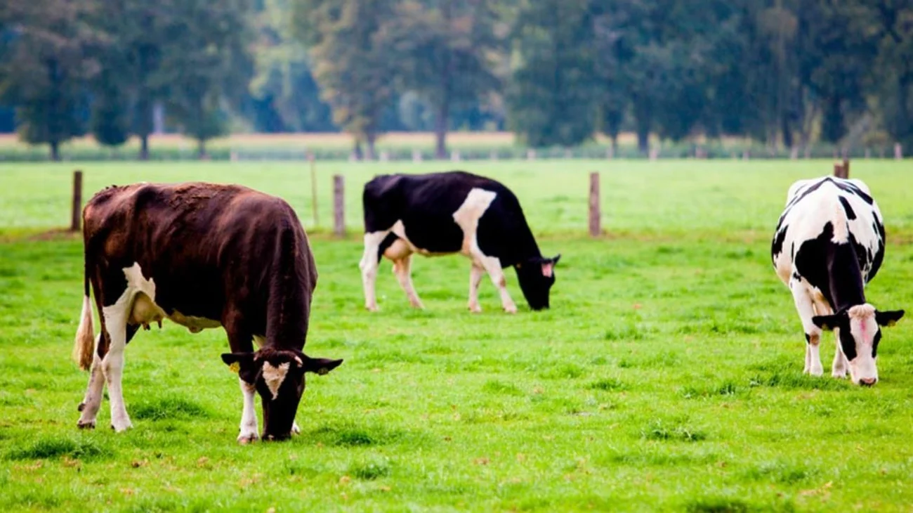 EH_UNA_FOTO_2025_08_10_T101121_752_0f19deeed8