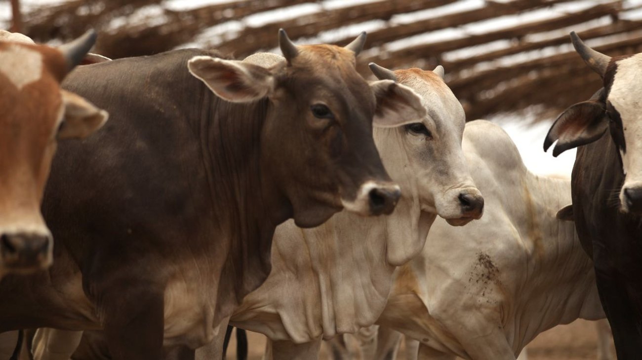 Se espera reanudar exportación de ganado a EUA en dos meses