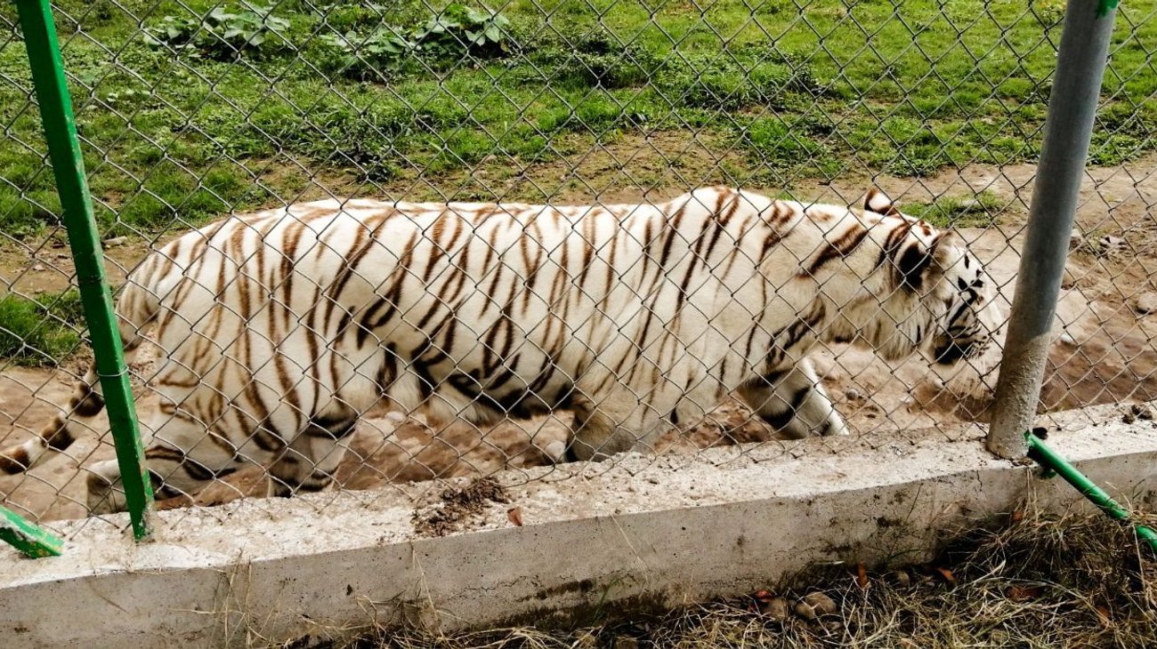 Hallan sin vida al tigre de bengala fugado en Puebla