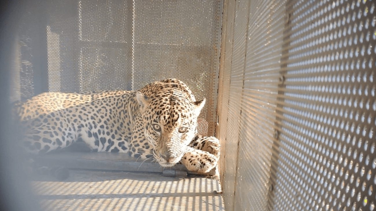 Libera Comisión de Parques a ejemplar de jaguar tras rescate