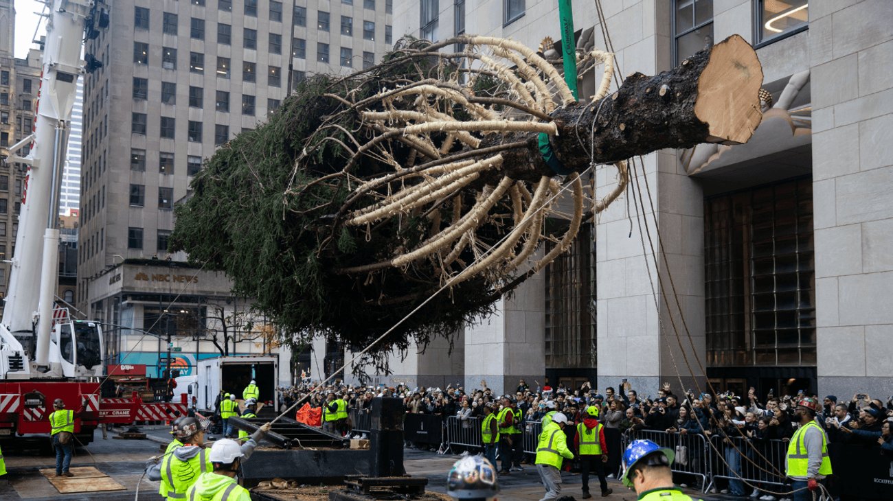 Árbol de Navidad llega a Rockefeller Center en NY