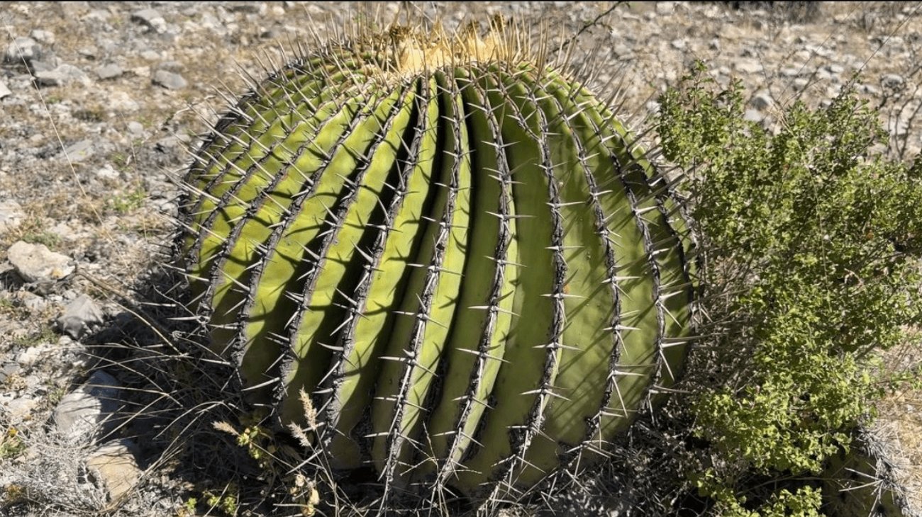 EH_UNA_FOTO_2025_11_14_T152745_444_022ade17ba