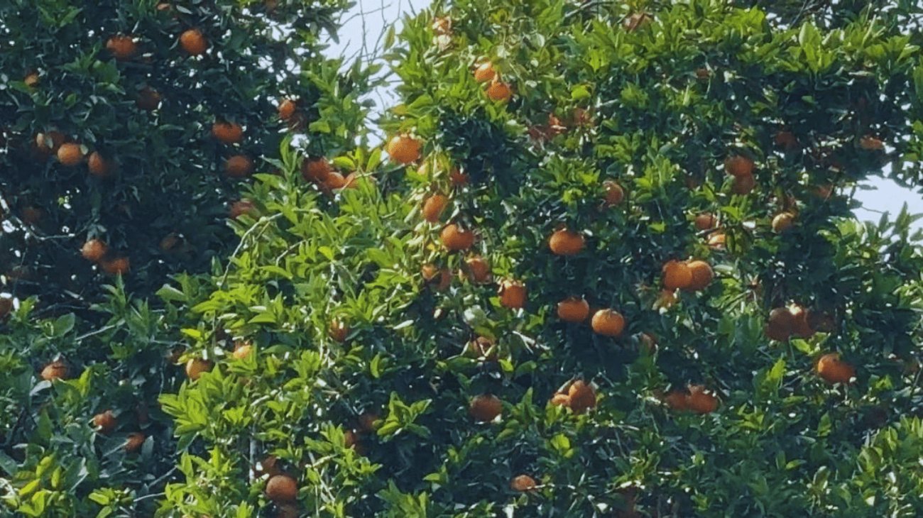 EH_UNA_FOTO_2025_11_27_T115334_264_bc82a7f385