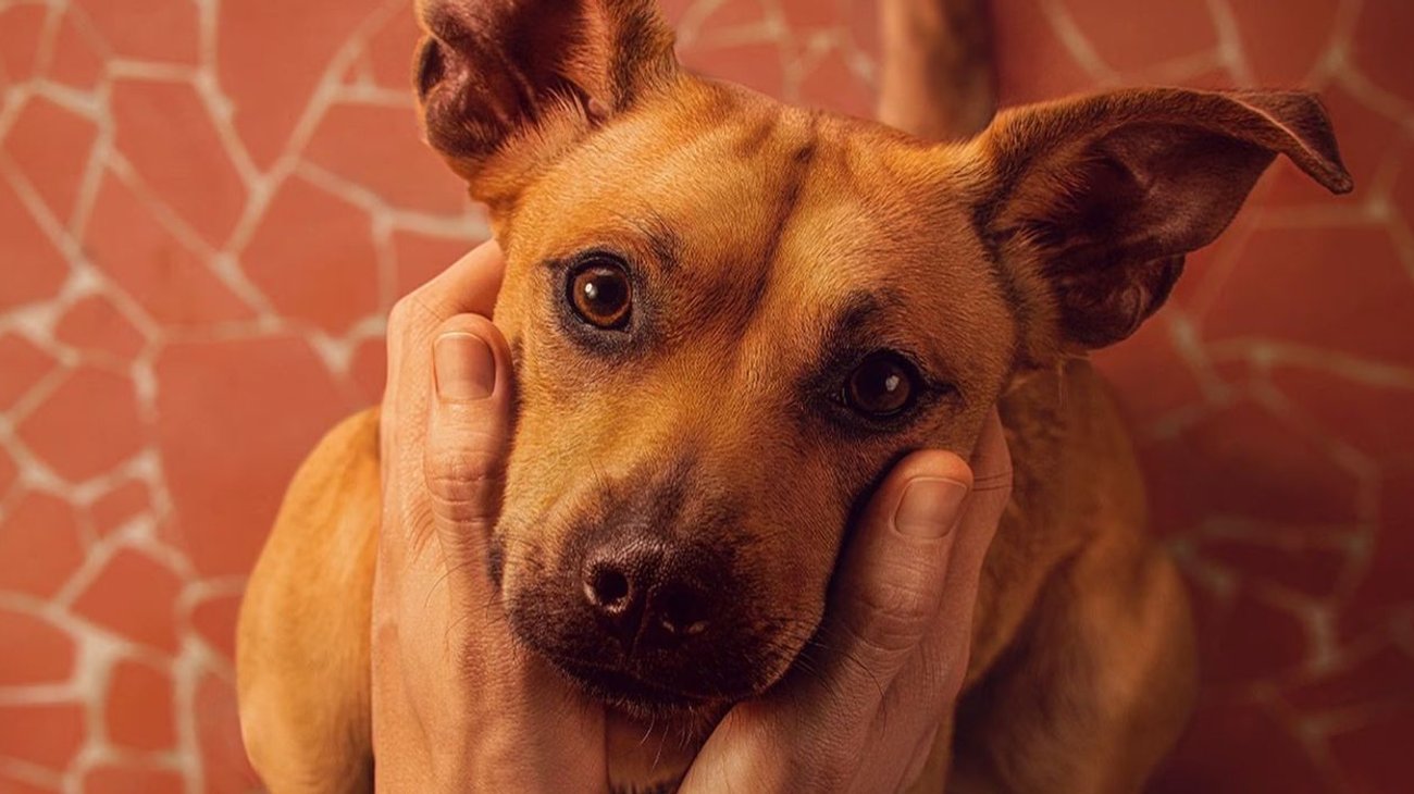 'Caramelo', el perro mestizo ya es raza mexicana