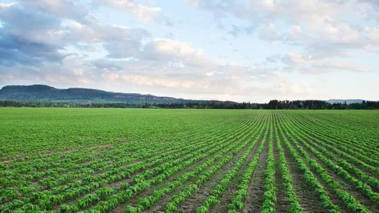 Concluye miniciclo agrícola en La Laguna tras crisis hídrica