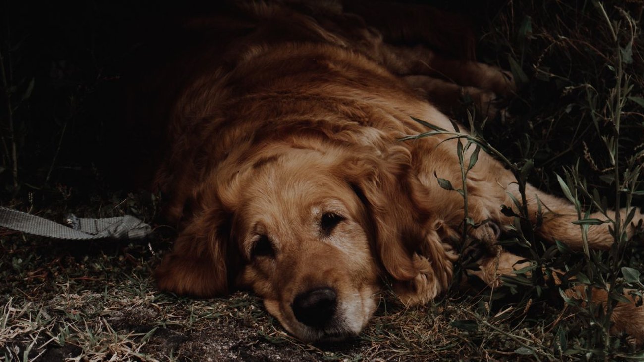 Endurece Nuevo León penas por crueldad animal 