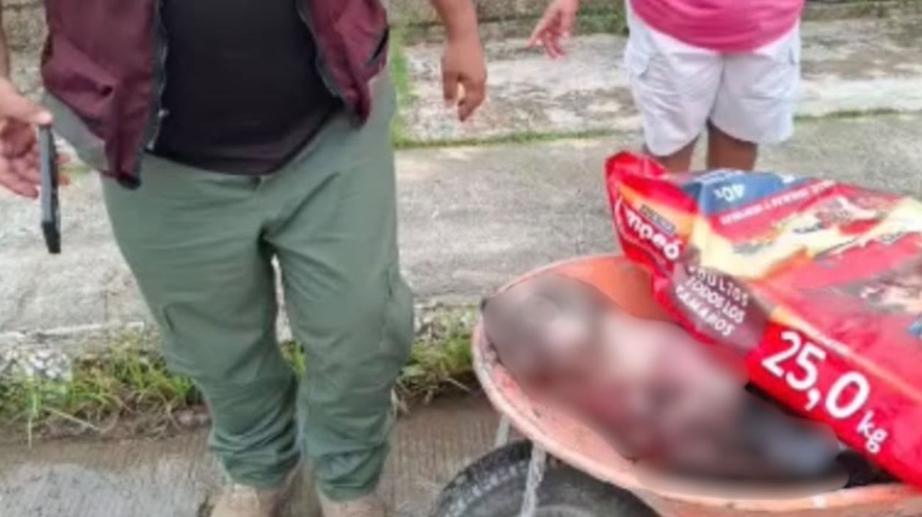 Fiscalía recibe caso de pitbull asesinado a cuchilladas