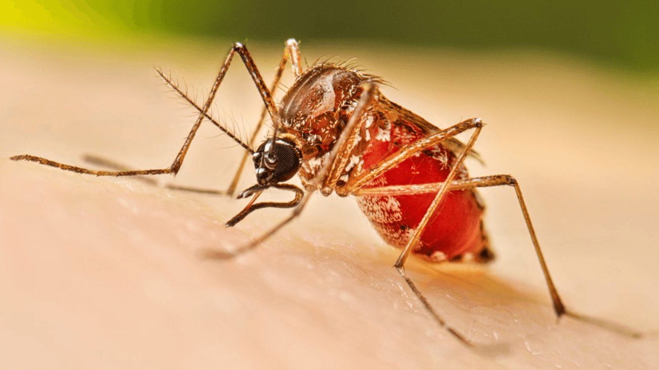 Abren fábrica de mosquitos para combatir el dengue en Brasil