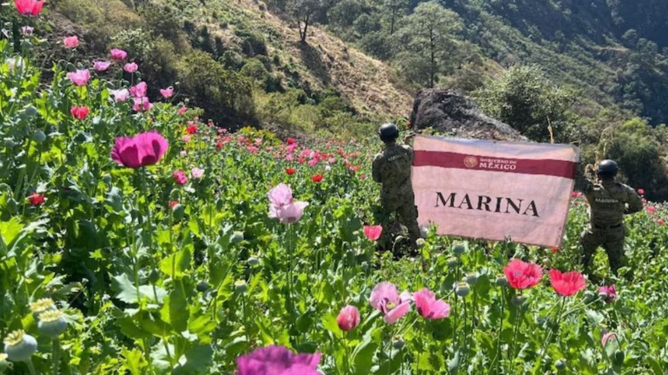 Marina destruye 34 plantíos de amapola en Nayarit