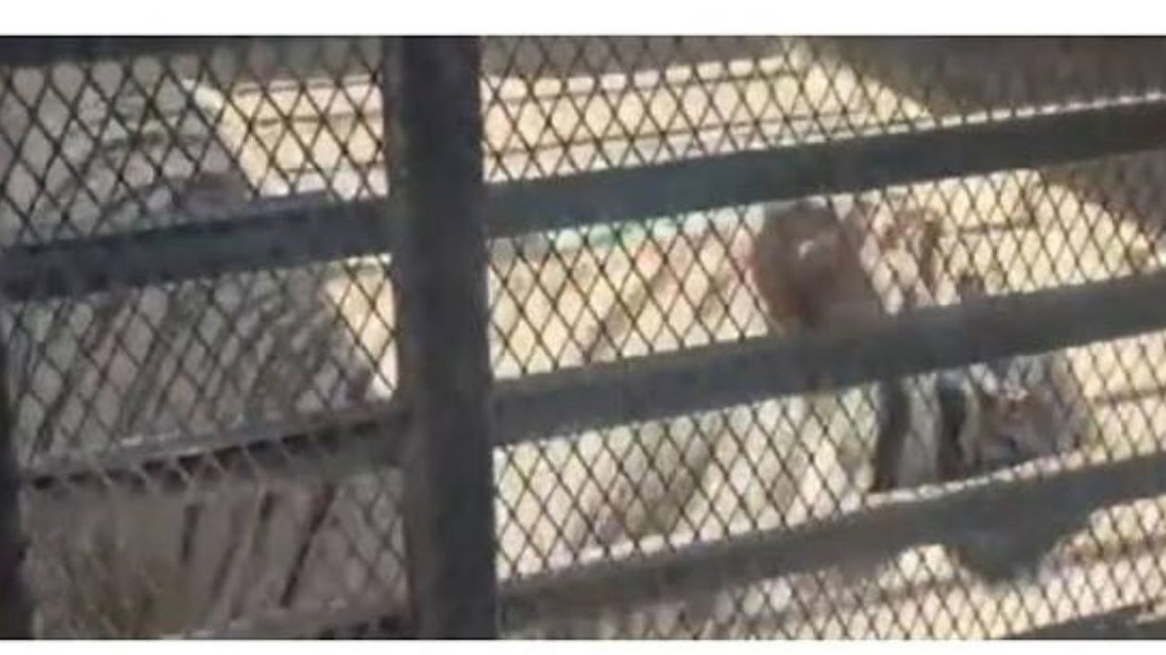 Aseguran tigre de bengala y Hummer durante cateo en Juárez