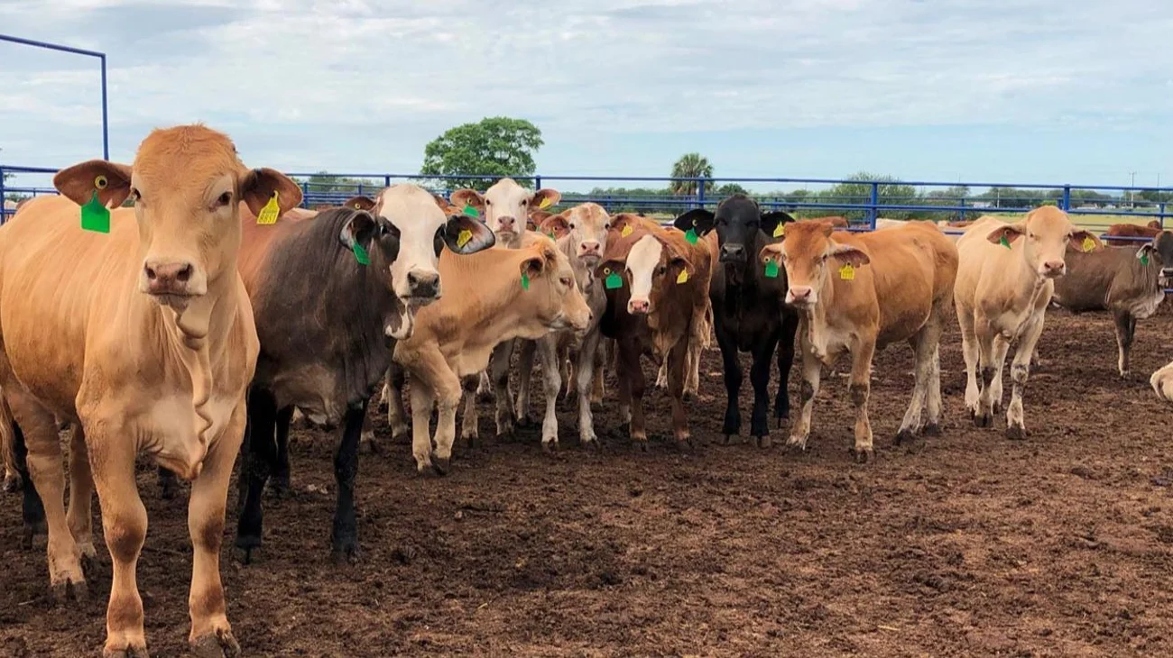 El abigeato se dispara en Tula durante las fiestas decembrinas