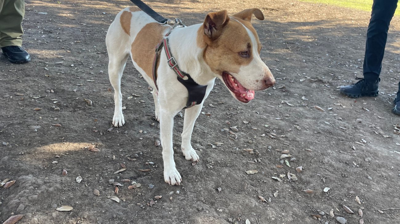 Entregan_a_La_Manchas_perrita_maratonista_para_su_adopcion_png_94a2301b99