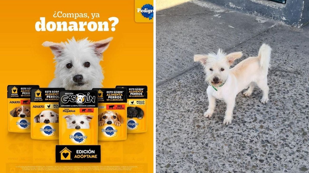 Envenenan a perrito empleado de gasolinera 'Gasolin'
