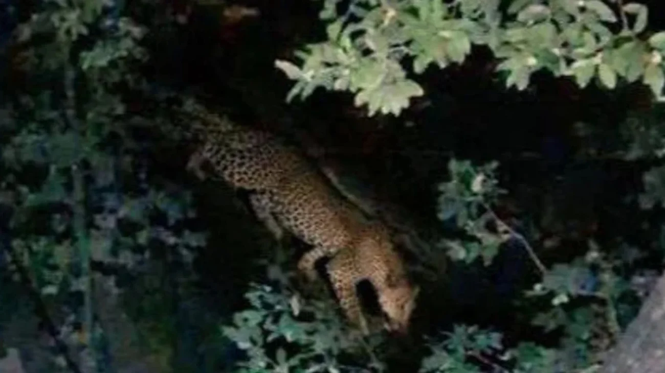 Es_montado_con_IA_Glen_Zambrano_sobre_jaguar_en_Nuevo_Leon_6d83692ec0