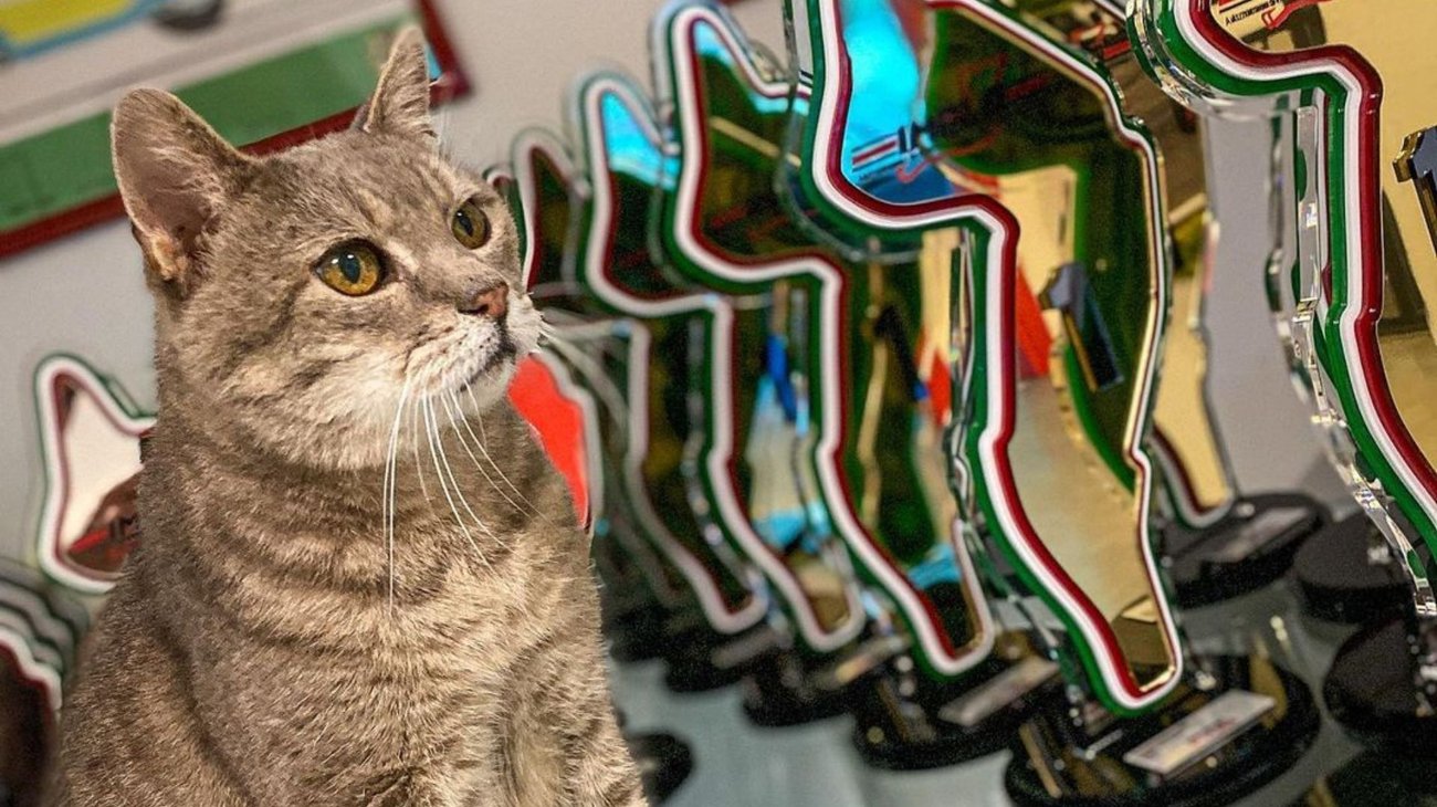 Muere Formulino, gatito que daba suerte a pilotos de la F1
