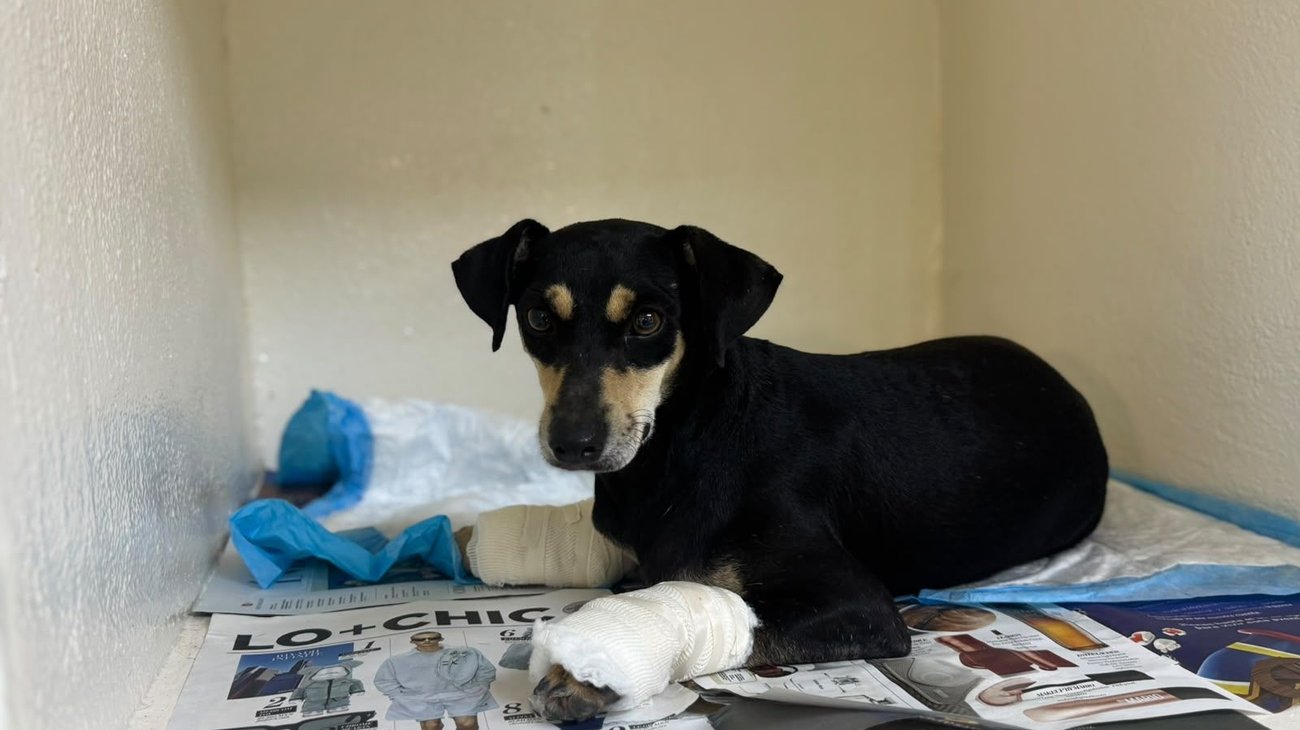 Rescatan en Escobedo a 'Bruno', denuncian maltrato animal