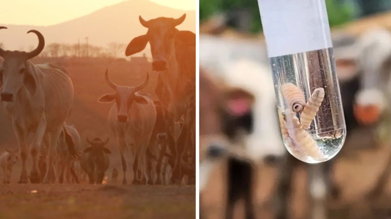 Firma_Mexico_y_EUA_plan_binacional_contra_gusano_barrenador_b8208e0ab1