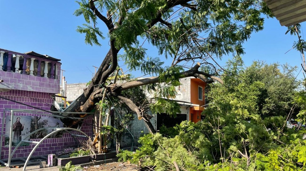 Cae árbol de 50 años de antigüedad en Col. Rubén Jaramillo