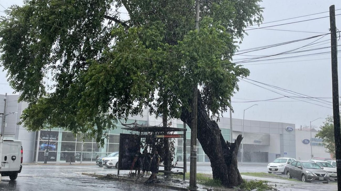 Queda árbol centenario bajo riesgo de caer en zona Centro