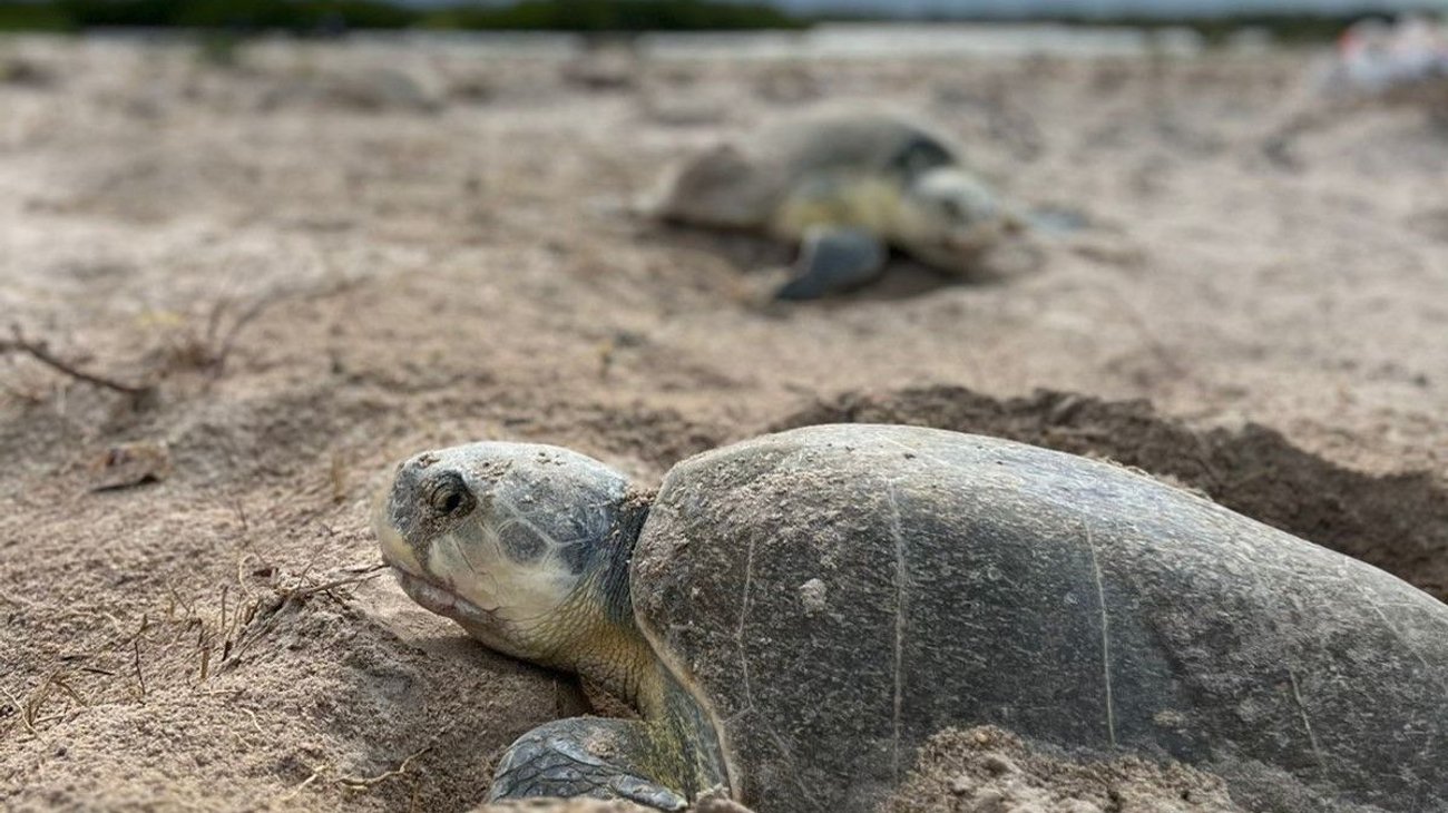 Rescatan 350 tortugas enviadas como juguetes en Tamaulipas