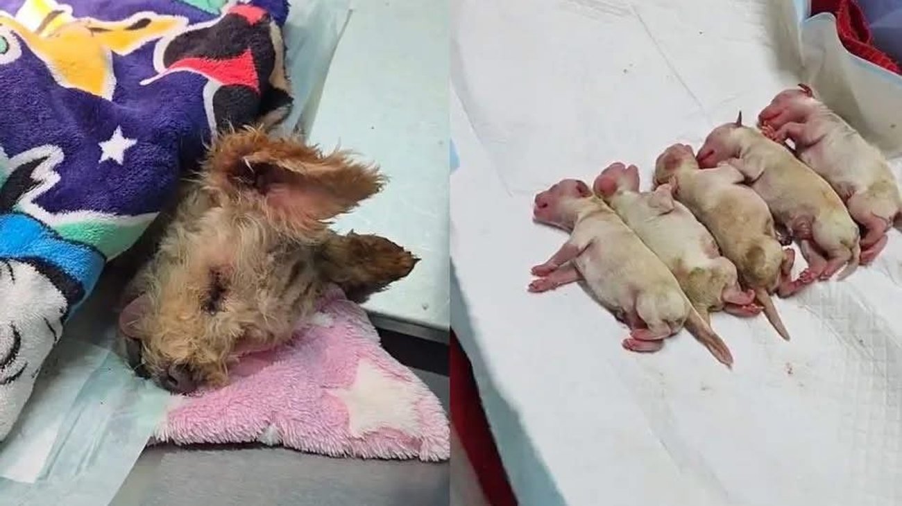 ‘Cereza’, perrita sobreviviente de explosión, es adoptada