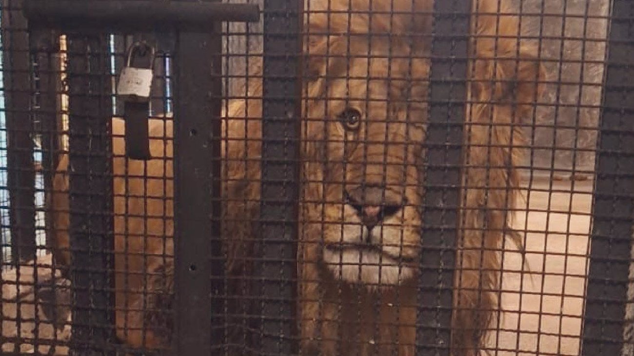 Rescatan león africano víctima de maltrato en Naucalpan