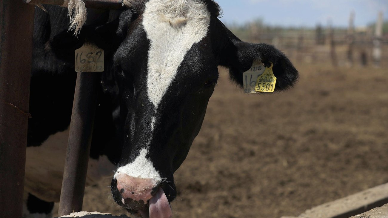 Senasica detecta primer caso de gusano barrenador en Michoacán