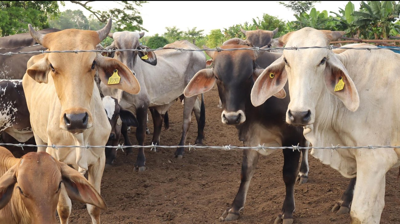 México refuerza la lucha contra la plaga del gusano barrenador