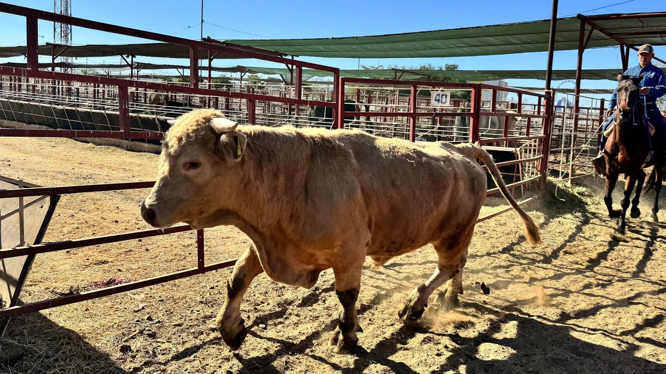 Confirman primer caso de gusano barrenador en ganado de Chihuahua