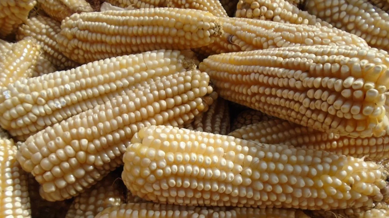 Garantiza México 'abasto nacional' de maíz blanco para 2025