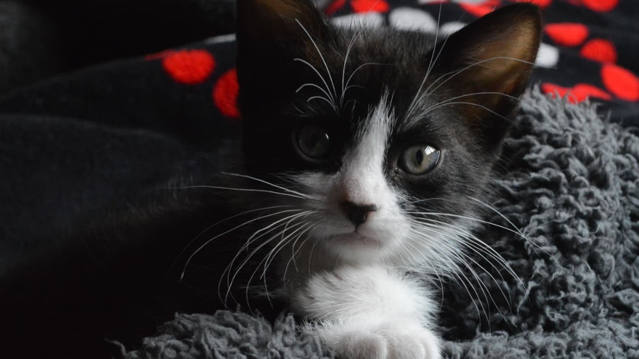 Aprueba Congreso de NL endurecer penas por maltrato animal