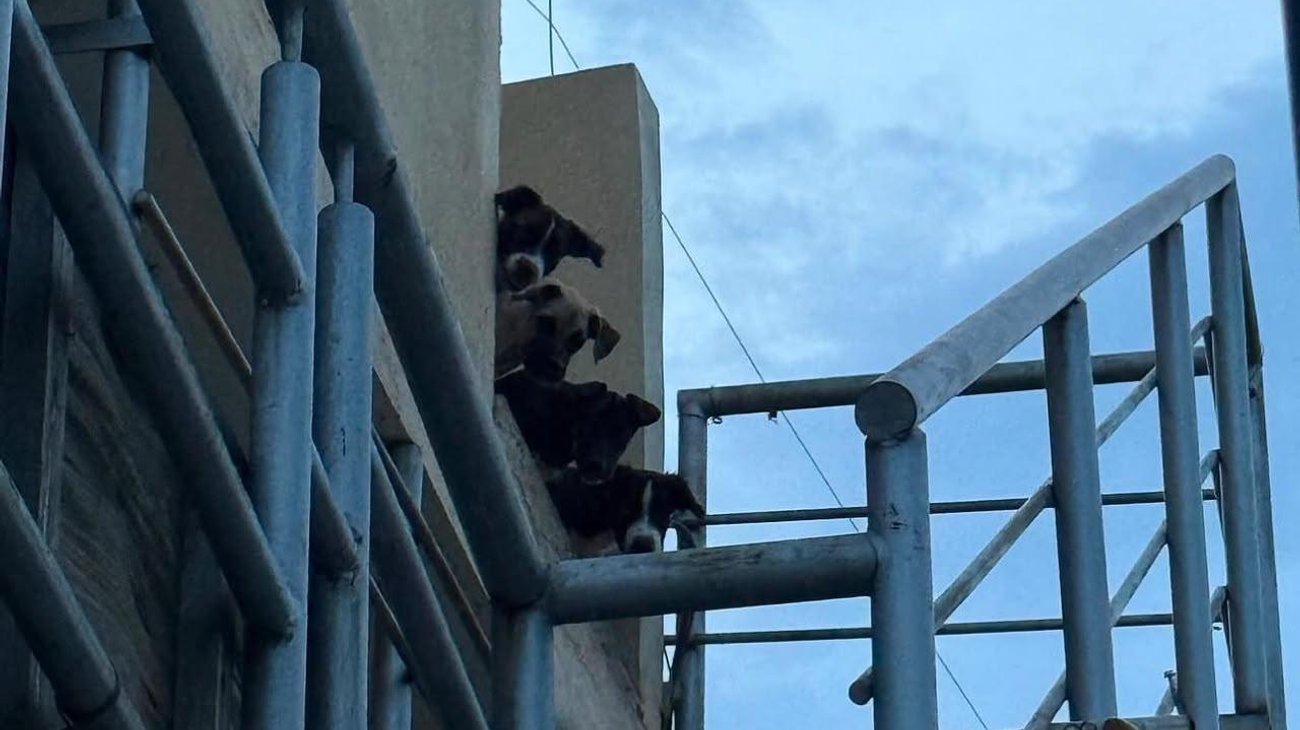 Rescatan a 8 perros de casa con restos de animales