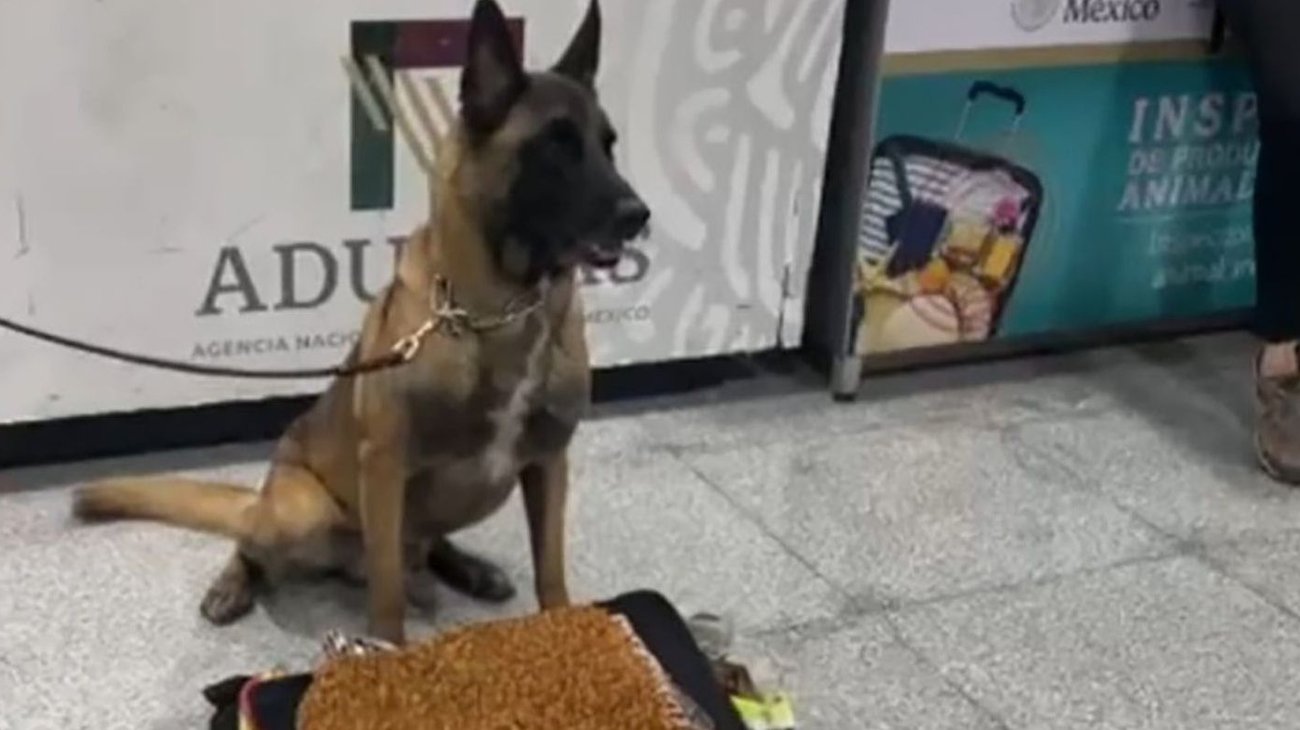 Aseguran 245 kilos de metanfetamina en el AICM