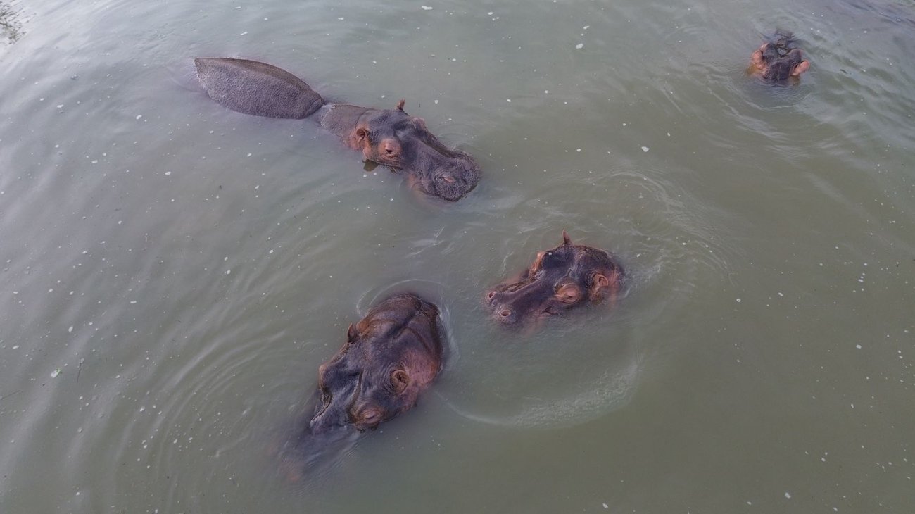 Aplicarán eutanasia a 80 hipopótamos en Colombia
