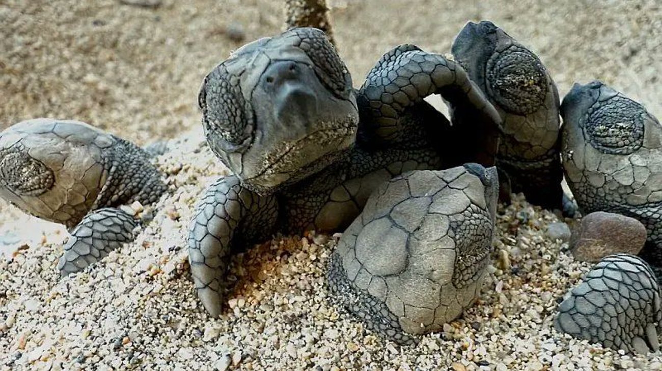 Rescatan 108 crías de tortuga marina en Puerto Vallarta