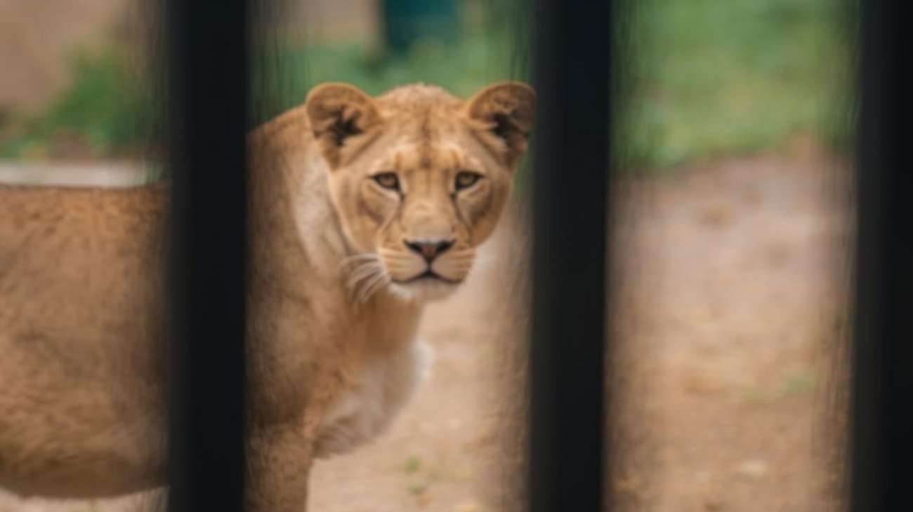 Hombre muere por meterse a jaula de leona en Brasil