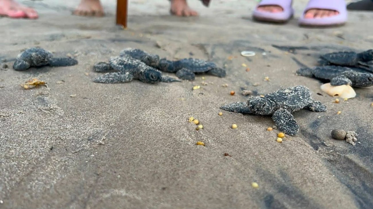 Inicia liberación de más de 25 mil tortugas en Playa Bagdad