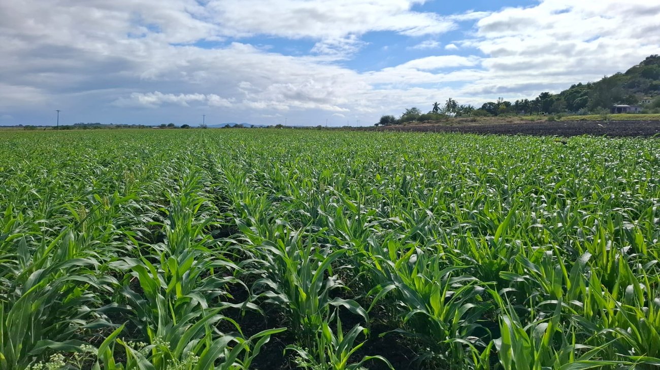 Inestabilidad climática golpea al campo en el sur de Tamaulipas