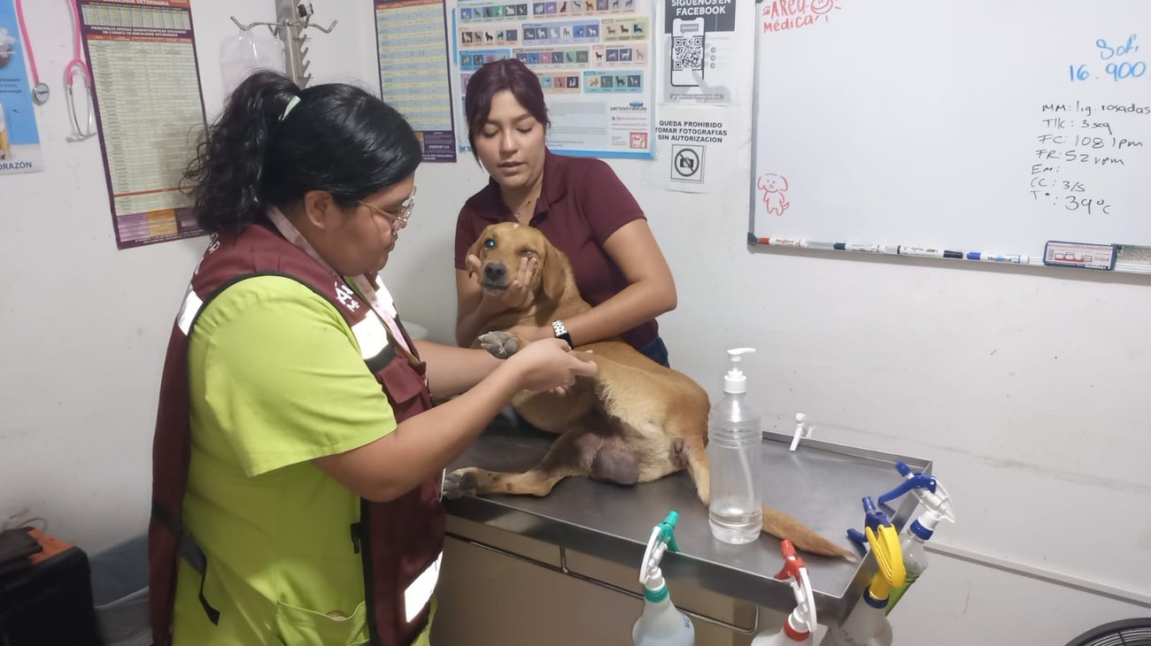 Indignación en Altamira por presunto maltrato a perro callejero