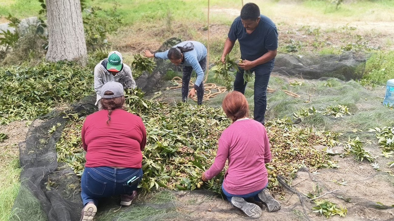 Arranca cosecha de nuez en Parras; apaleadores desafían alturas